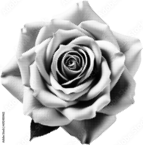 Rose in halftone dots texture, isolated black and white vector design element