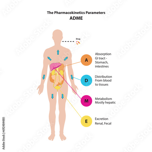 Diagram showing pharmacokinetic parameters - ADME - Absorption, Distribution, Metabolism and excretion - anatomic illustration - GI tract, liver, kidneys.