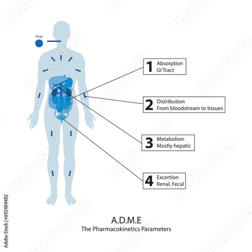 Diagram showing pharmacokinetic parameters - ADME - Absorption, Distribution, Metabolism and excretion - anatomic illustration - GI tract, liver, kidneys.