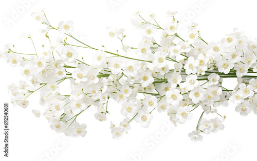 Ethereal Beauty White Gypsophila Elegance on a White or Clear Surface PNG Transparent Background