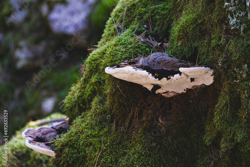 dark gray belted bracket fungus on moss covered tree stump. Ganoderma sp. or Fomitopsis sp.