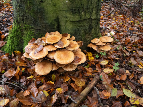 Mushrooms Flourishing on Moss-Covered Trunk