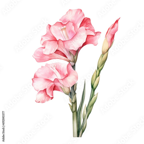 pink gladiolus flower in watercolor art illustration isolated on transparent background,transparency 