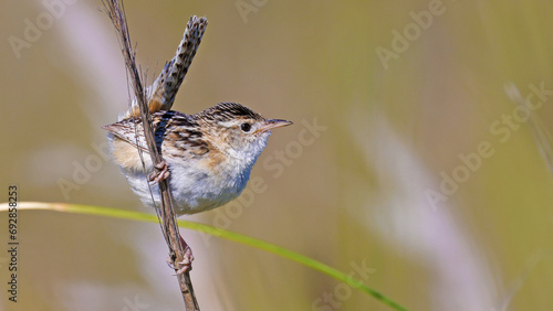 Close up of a cute Grass wren