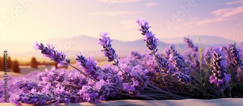 Lavender flower picture.