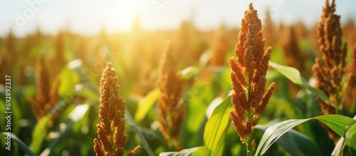 Sustainable energy and growing food from sorghum plants. Sorghum field with nutritious seeds.