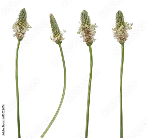 Macro photography with plantain ( plantago major ) flowers isolated on transparent background.