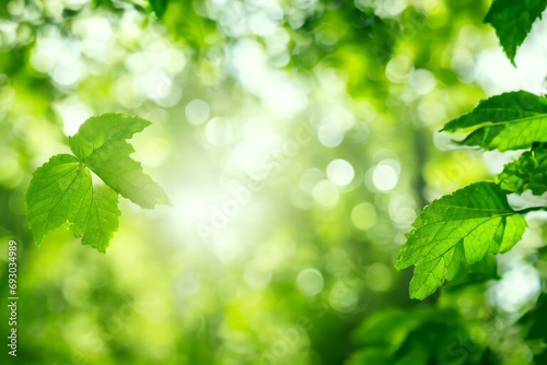 Nature leaf green in the garden.Concept organic leaves green and clean ecology in summer sunlight plants landscape. bokeh blurred bright green use texture wallpaper natural background.selective focus 
