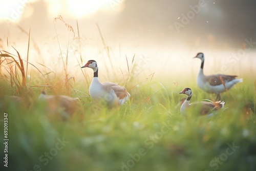 dew on grass with geese feeding at dawn