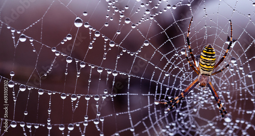 Arachnid Ballet: Spider Dances Amidst Dew-Kissed Webs