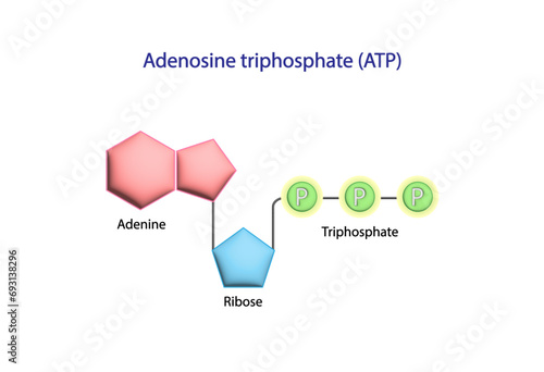 Adenosine Triphosphate (ATP) molecule. Adenine, Ribose and triphosphate. Energy production. Scientific Design. Vector Illustration.