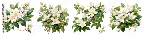 Jasmine flowers and leaves Hyperrealistic Highly Detailed Isolated On Transparent Background Png File