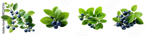 Green leaves of blueberry Hyperrealistic Highly Detailed Isolated On Transparent Background Png File