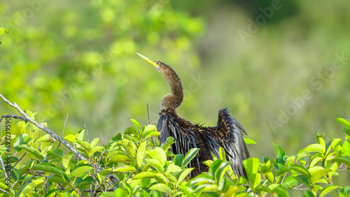 anhinga flaps its wings while resting on a pond apple tree at the everglades