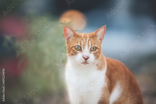 Portrait of a stray red cat. Ginger Stray cat sitting outdoors in Greece at sunset