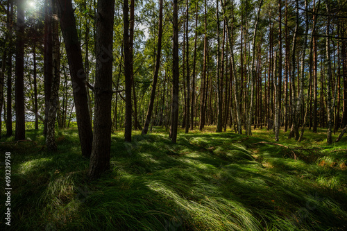 Zielony las z zieloną gęstą trawą