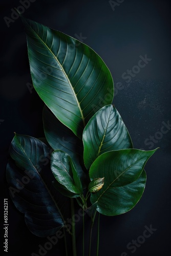 Beautiful leaves on a dark background, minimalist, natural texture, high definition photo