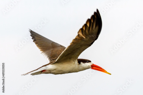 African skimmer (Rynchops flavirostris)