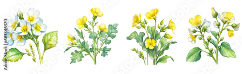 set of watercolor canola flower clipart on transparent background