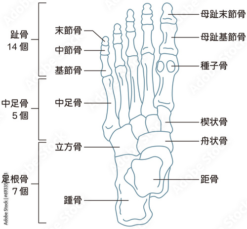 足の骨 骨格図