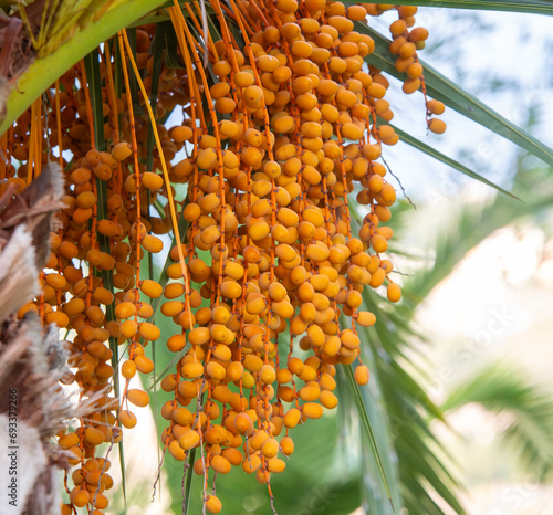 Golden yellow dates ripening on a date palm tree