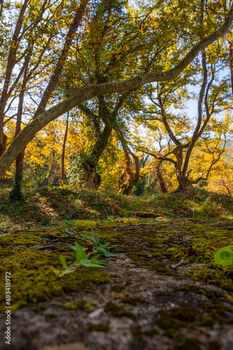 View of autumn forest park with yellow leaves on trees. Fall season. Epirus Greece