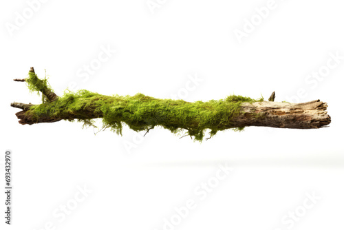 Moss on branch isolated on white background. Clipping path included.