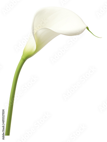 white calla lily isolated on white