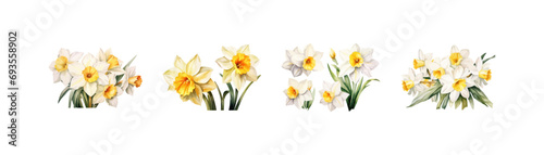 Watercolor narcissus clipart for graphic resources. Vector illustration design.