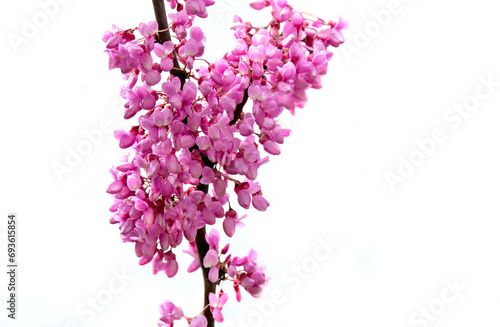 closeup on purple flowers of a judas tree blooming in branches