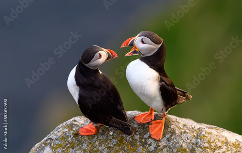 Atlantic puffin (Fratercula arctica) in summer at Runde island, Norway