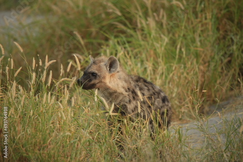 single hyena cub