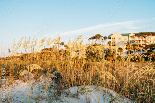 Sea oats on sand dunes on Hilton Head Island, SC