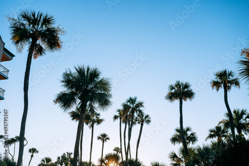 palm trees and blue morning sky on Hilton Head Island