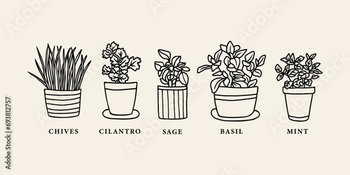 Hand drawn herbs in pots. Chives, mint, cilantro, sage, basil