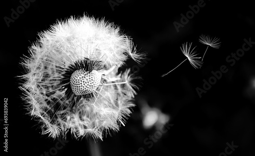 Closeup of one dandelion on natural black background (Shot with flash). Bright, delicate nature details. Flying dandelion seeds isolated over Black. Inspirational nature concept.