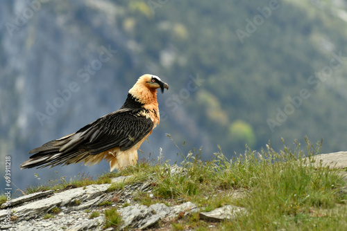 quebrantahuesos en el pirineo aragones en España