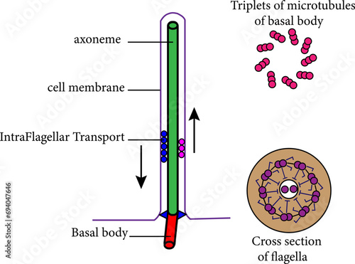 Diagram of Eukaryotic flagella.Vector illustration. 