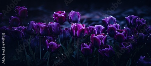Dark, moody photo of a public flower garden in the Netherlands featuring stunning purple parrot tulips in bloom during spring.