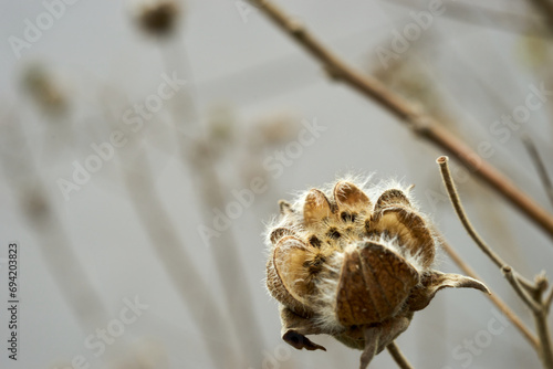 芙蓉の枯れた花のアップ