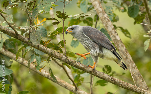 Graubussard (Buteo plagiatus)