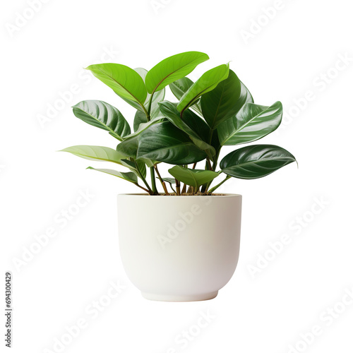 plant in a pot isolated on transparent background Remove png, Clipping Path, pen tool