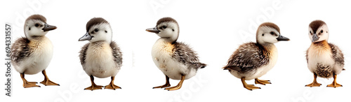 Set of baby common loon duck multi pose, clipart, isolated on transparent or white background