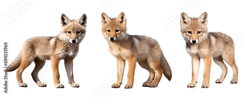 Set of baby wolf multi pose, standing isolated on transparent or white background