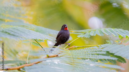 Le Sporophile rouge-gorge, oiseau endémique des Petites Antilles.