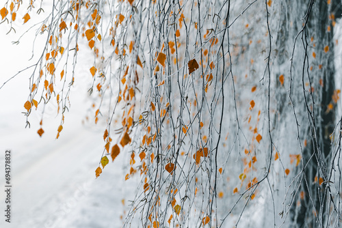 Tło zimowe, poranny szron na drzewach (Winter background, morning frost on the trees) 