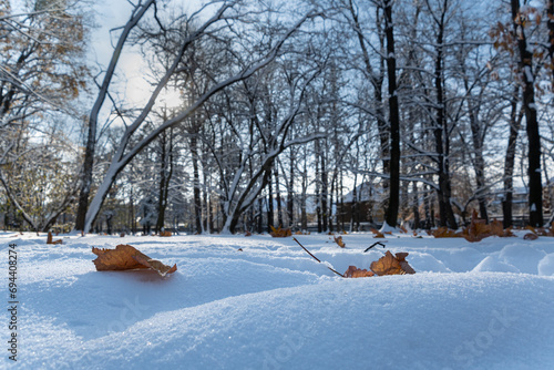 zima w parku, słońce świecące przez gałęzie drzew, suche liście na śniegu 