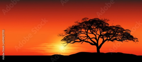 Sunset backdrop to a black tree shape.