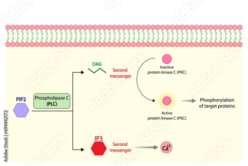 Phospholipase C (PLC). Diacylglycerol (DAG) and Inositol 1,4,5 trisphosphate. Protein kinase C (PKC). Vector illustration. 