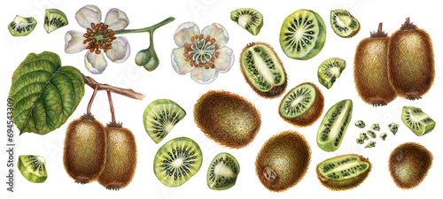 Watercolor bright brown fruits, green leaves and white flowers of kiwi with pieces and slices for the design of labels, covers, websites of juices, food, cakes, confectionery, sweets